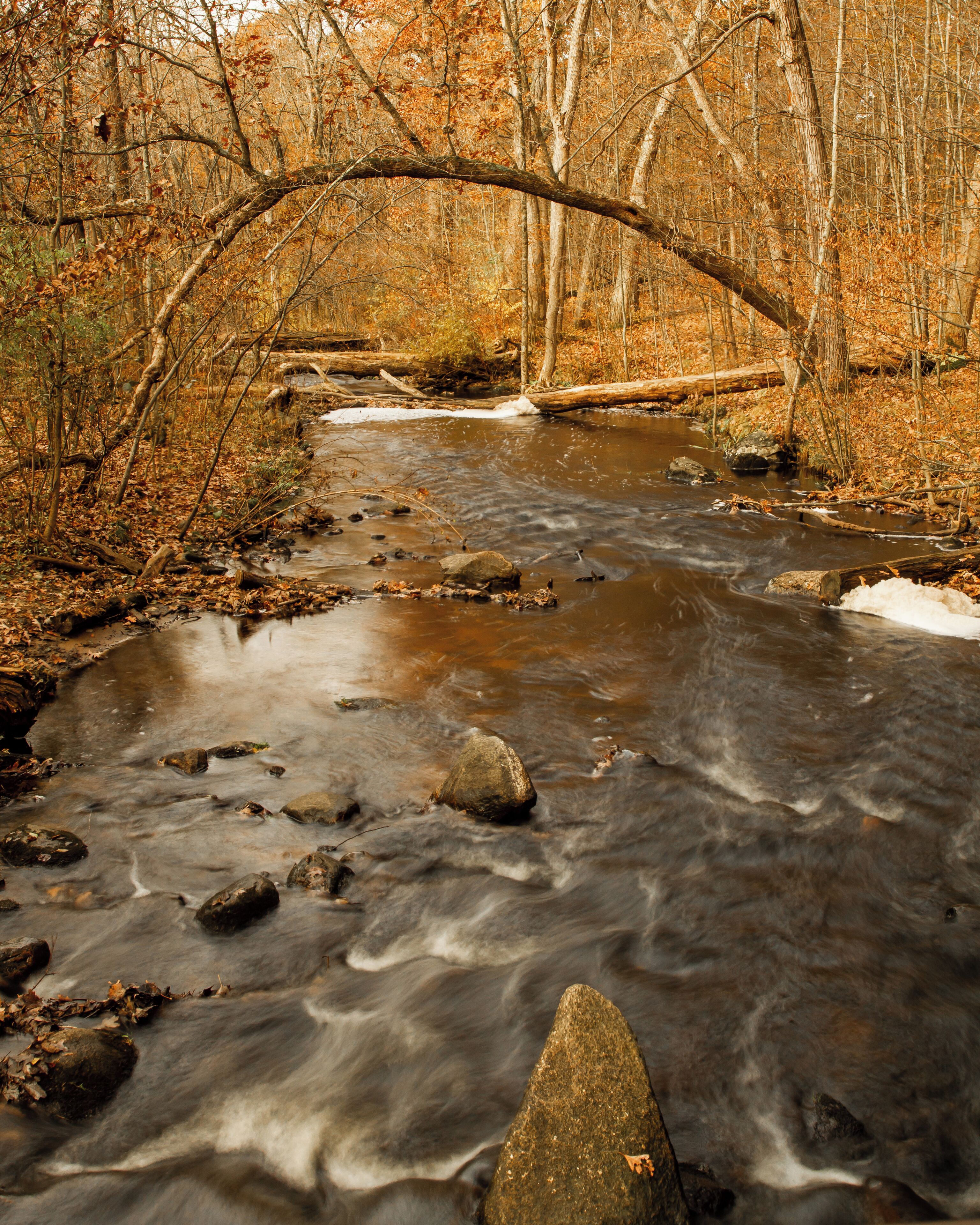 The little creek at Siedman Park is so nice and peaceful in every season. There are some small rapids and in some parts branches out to different creeks. 
