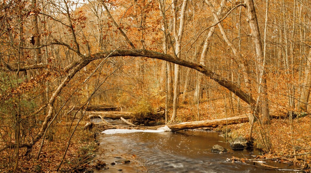 The little creek at Siedman Park is so nice and peaceful in every season. There are some small rapids and in some parts branches out to different creeks.