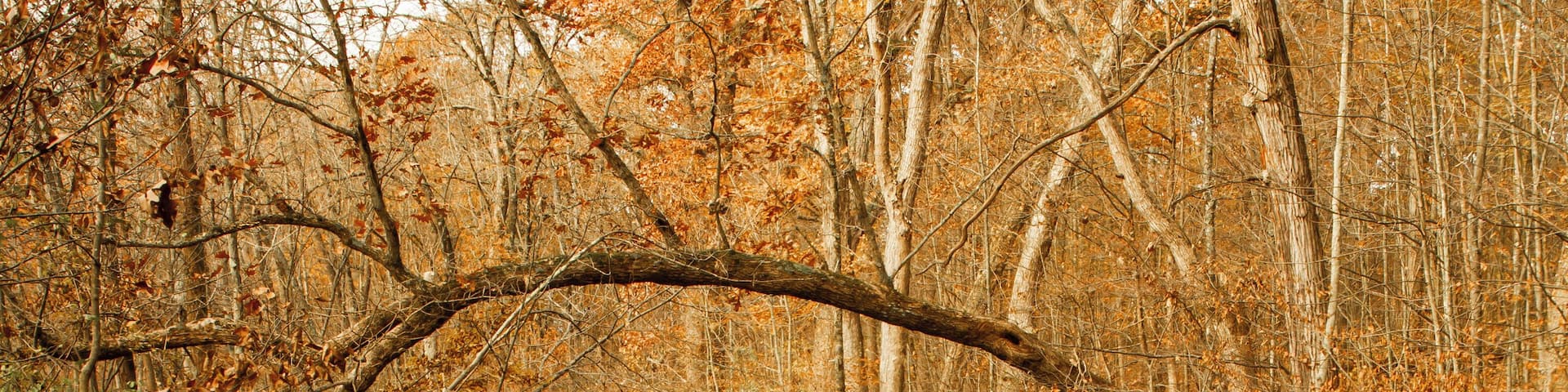The little creek at Siedman Park is so nice and peaceful in every season. There are some small rapids and in some parts branches out to different creeks.