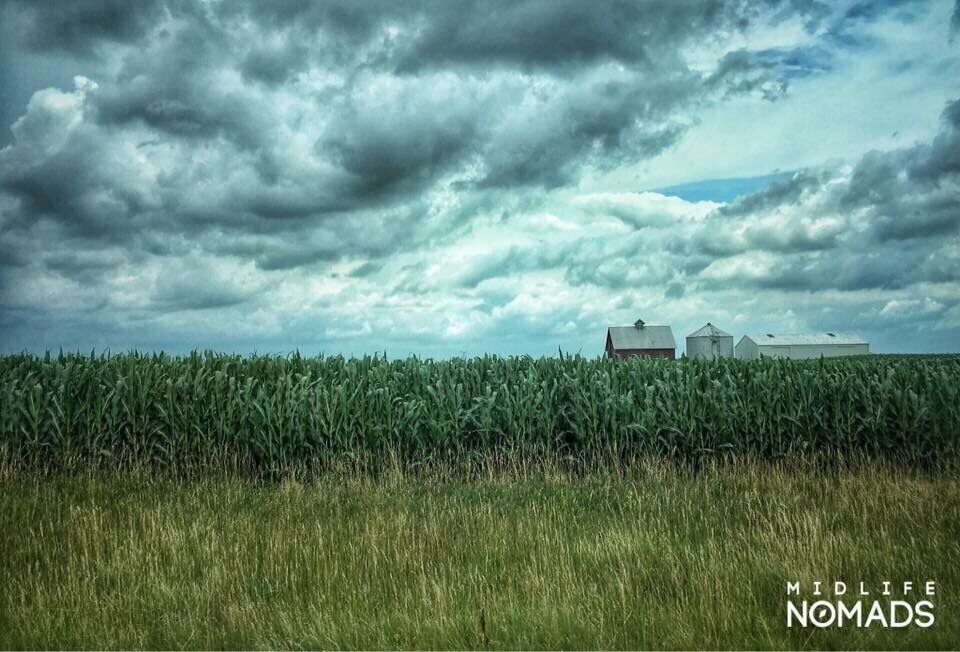 A cornfield with a cloudy sky and farm buildings in the background.