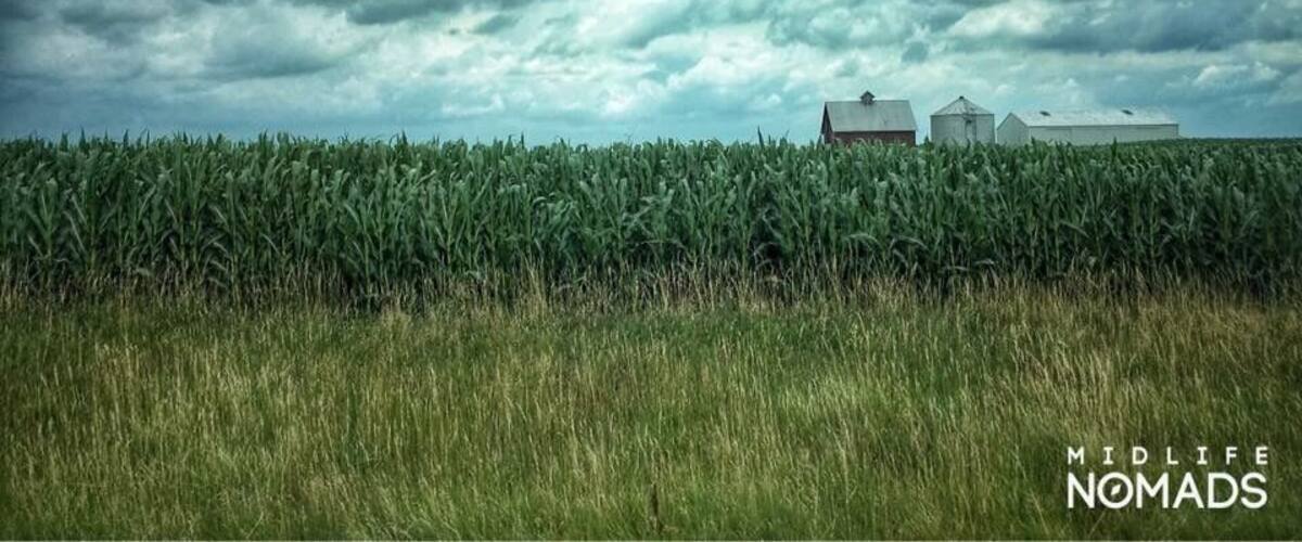 A cornfield with a cloudy sky and farm buildings in the background.