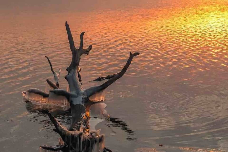 A tree trunk in water with a sunset reflection.