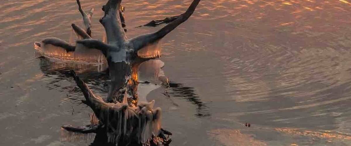 A tree trunk in water with a sunset reflection.