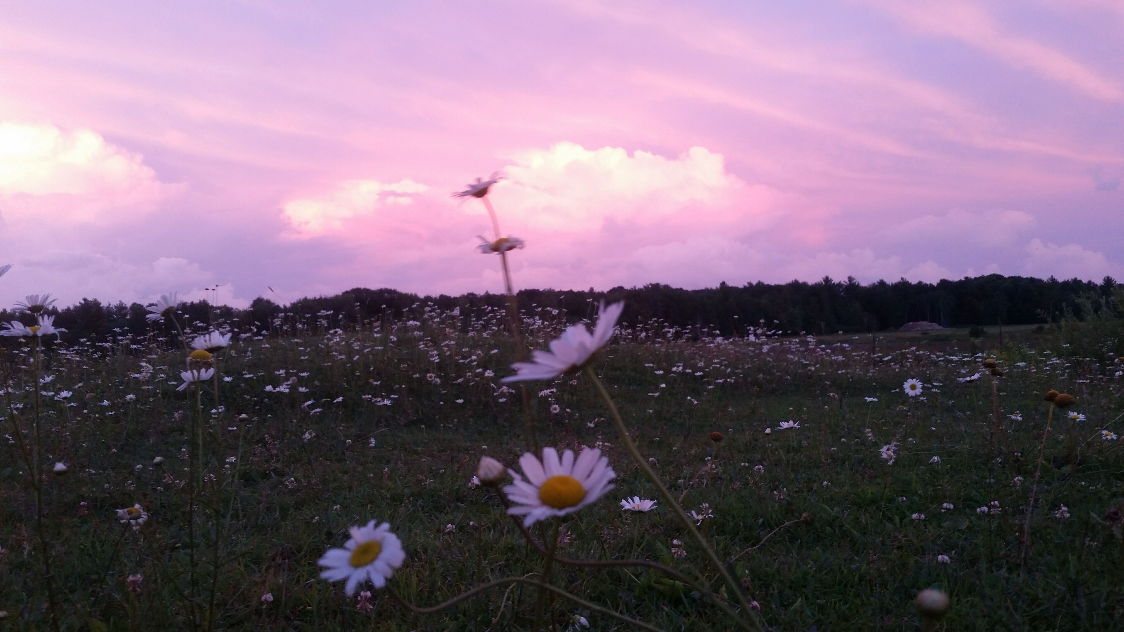 Our horse pasture full of daisies reflecting the pink color of the sunset.