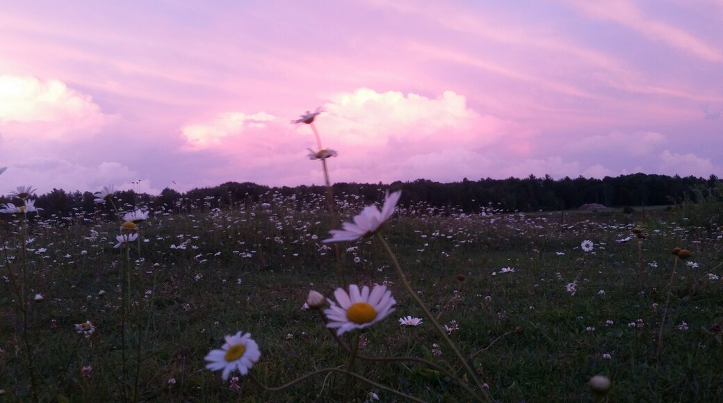 Our horse pasture full of daisies reflecting the pink color of the sunset.