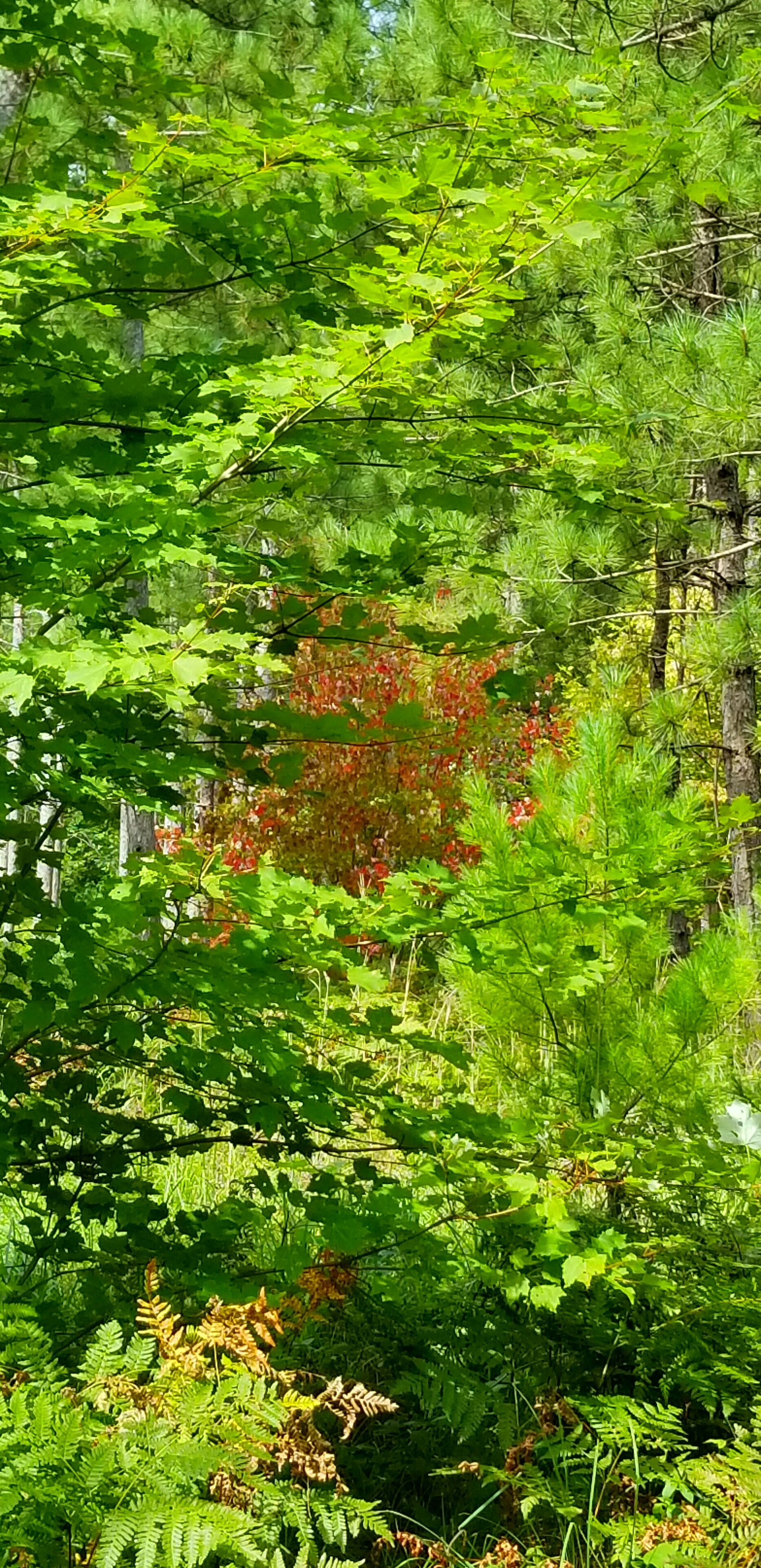 A dense forest with green foliage and a few red-leaved plants.