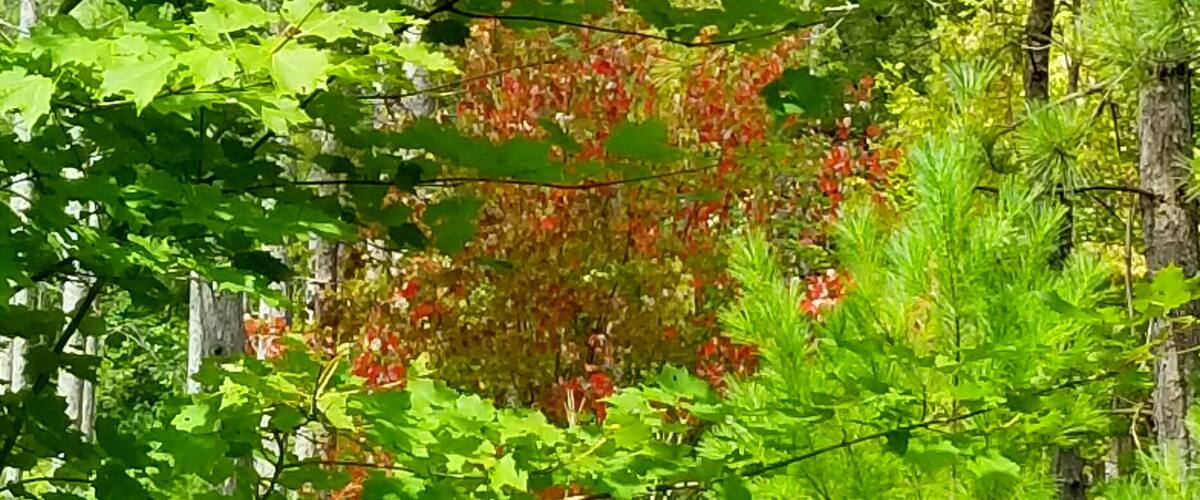 A dense forest with green foliage and a few red-leaved plants.