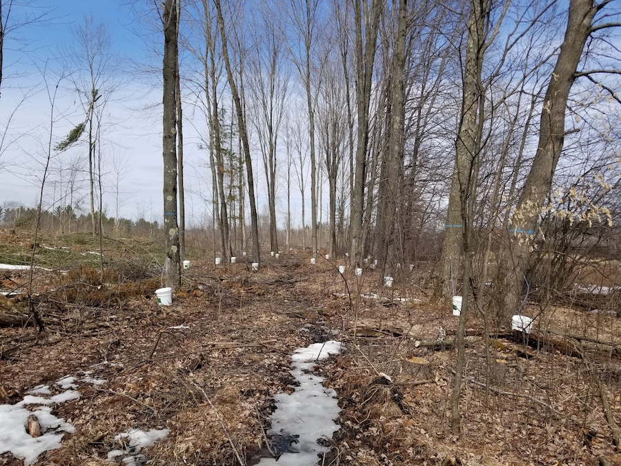 We're tappin and sappin here in Veedum. We'll be cooking it down to make maple syrup soon.