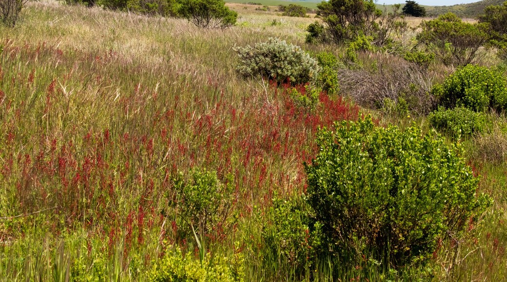Harmony Headlands State Park