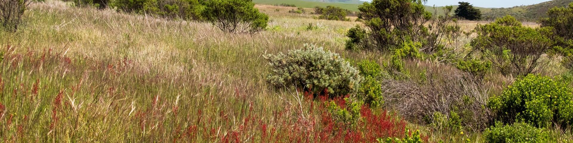 USA, California, Cayucos, Harmony Headlands State Park, Clear sky over lush landscape with mountain in background