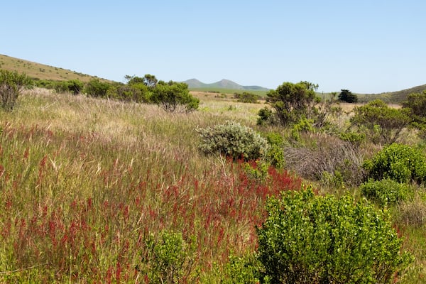 USA, California, Cayucos, Harmony Headlands State Park, Clear sky over lush landscape with mountain in background
