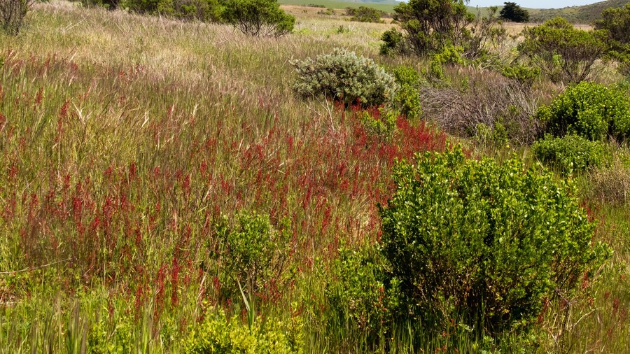 Harmony Headlands State Park