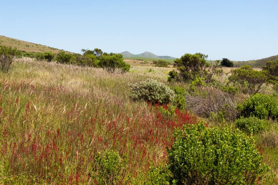 A grassy field with scattered bushes and a distant mountain range under a clear sky.