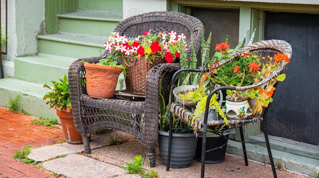 Soulard showing flowers
