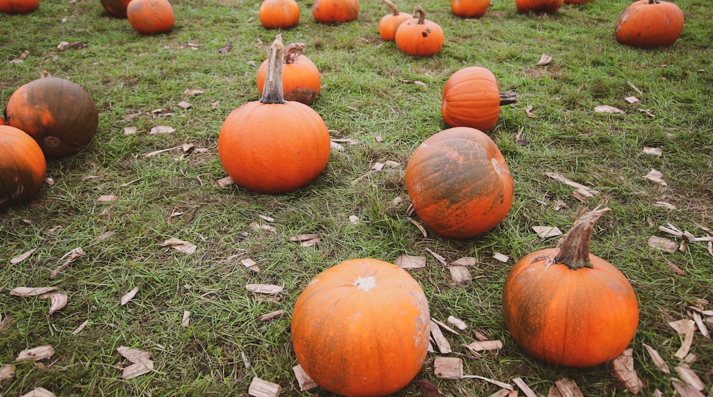 pumpkin field in Cannon Hall, South Yorkshire, England