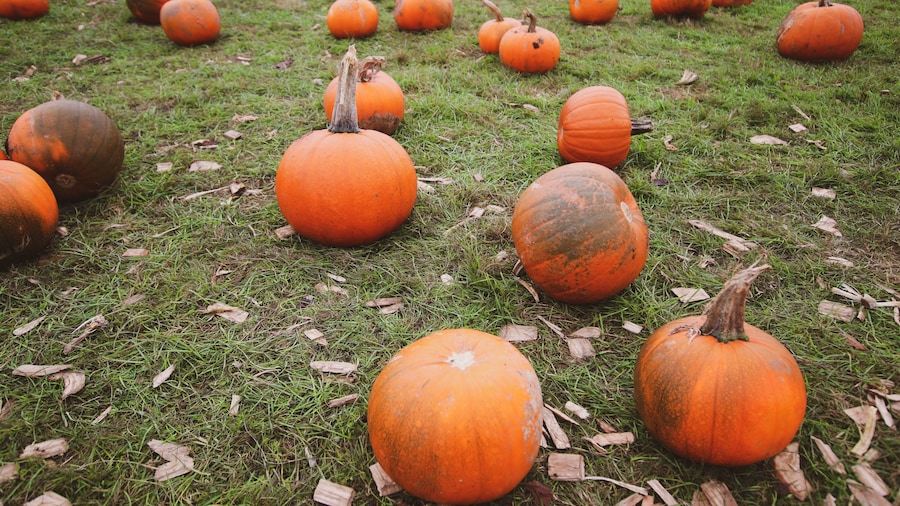 pumpkin field in Cannon Hall, South Yorkshire, England