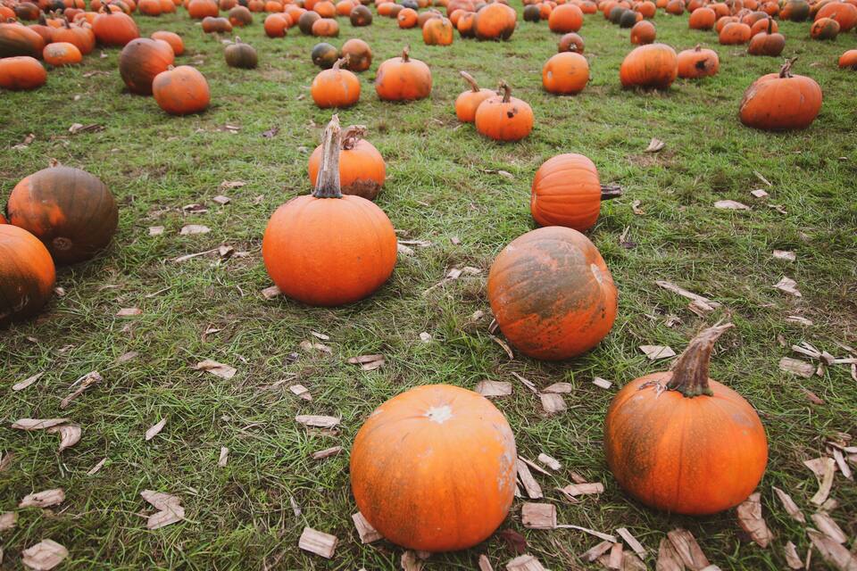 A field of pumpkins on grass.