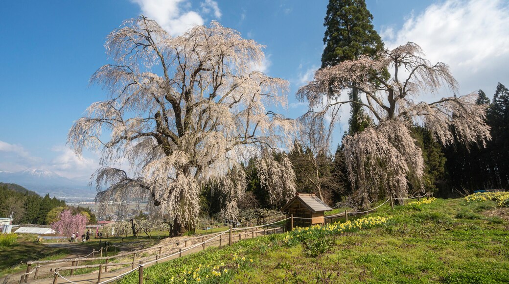 Cerisier pleureur du Japon