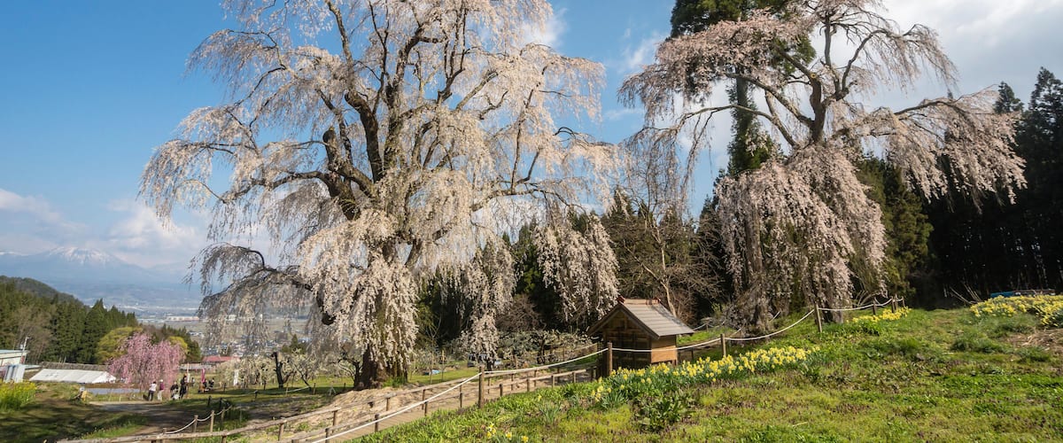 F0E4JT Weeping cherry tree in Nagano, Japan. Image shot 04/2013. Exact date unknown.