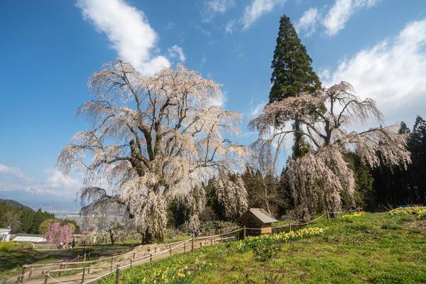 F0E4JT Weeping cherry tree in Nagano, Japan. Image shot 04/2013. Exact date unknown.