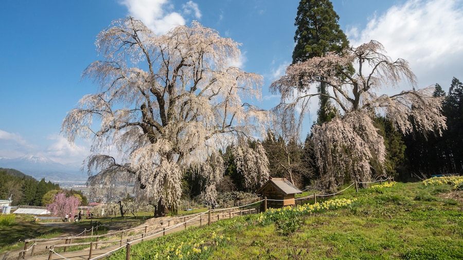 Japanische Trauerkirsche