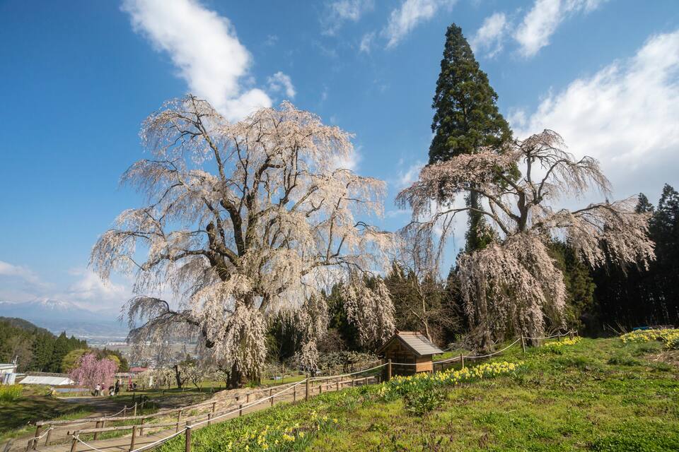 Des cerisiers en fleurs, une clôture en bois et un petit chalet dans un parc.