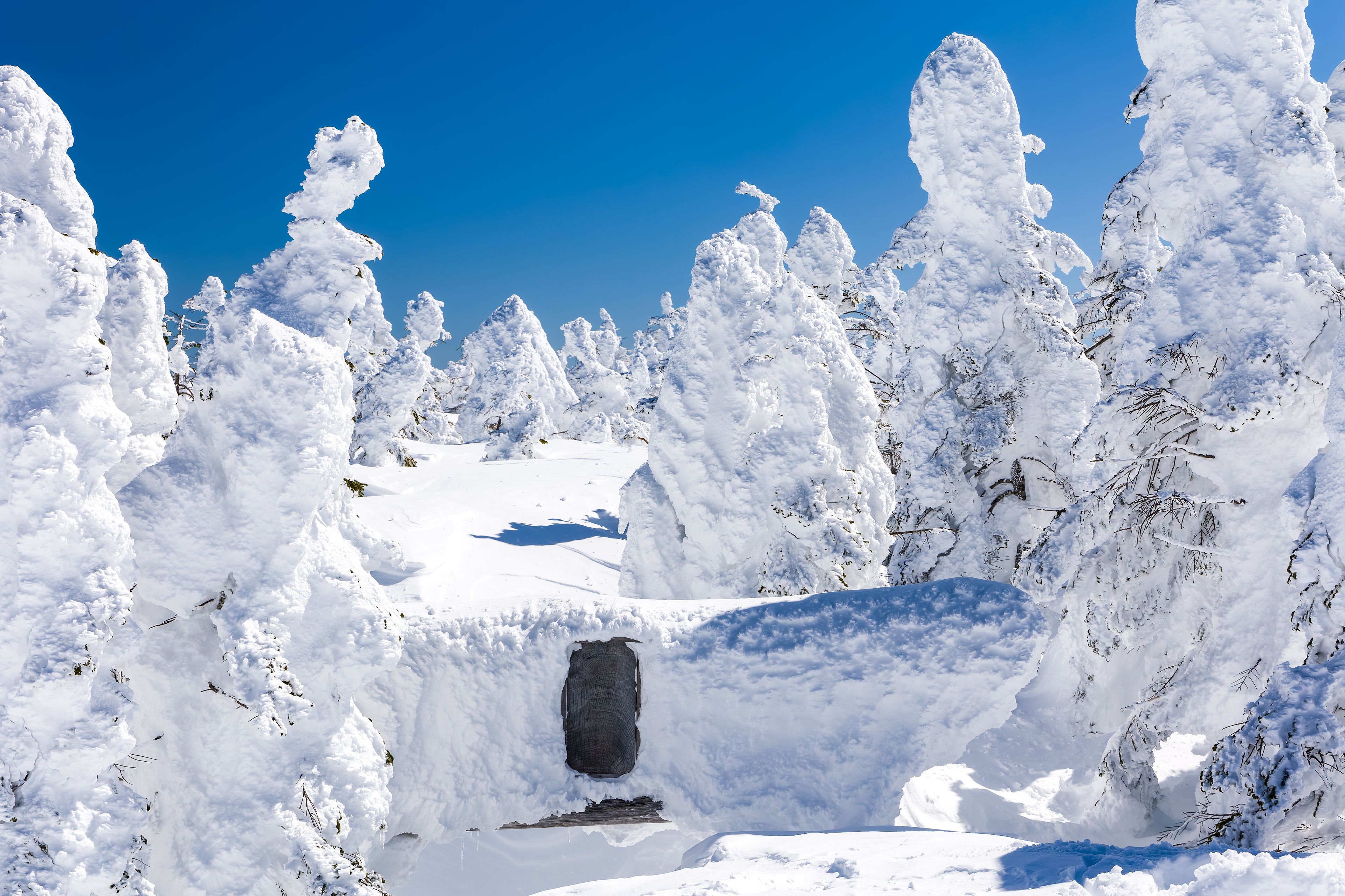 A snow-covered landscape with trees and a clear blue sky.