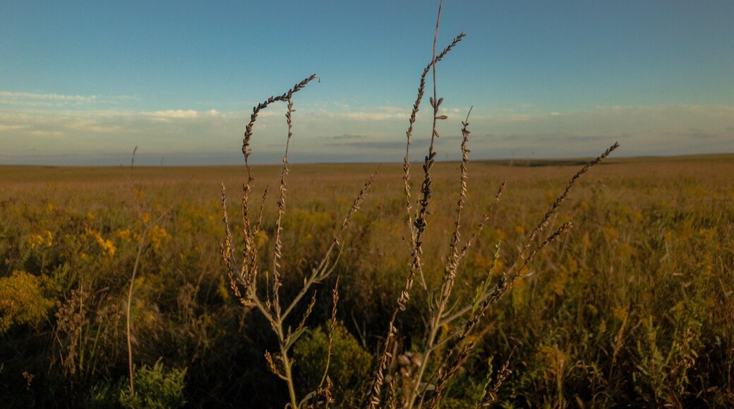 Tallgrass Prairie.