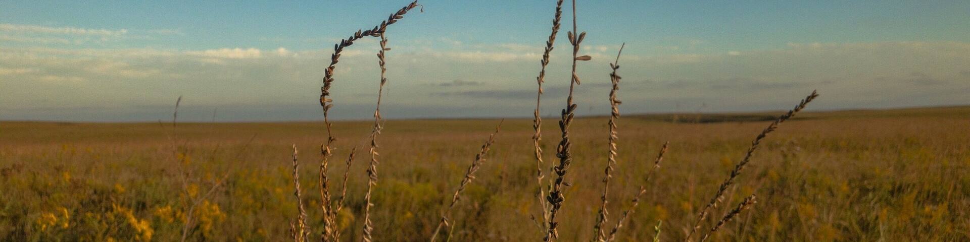 Tallgrass Prairie.