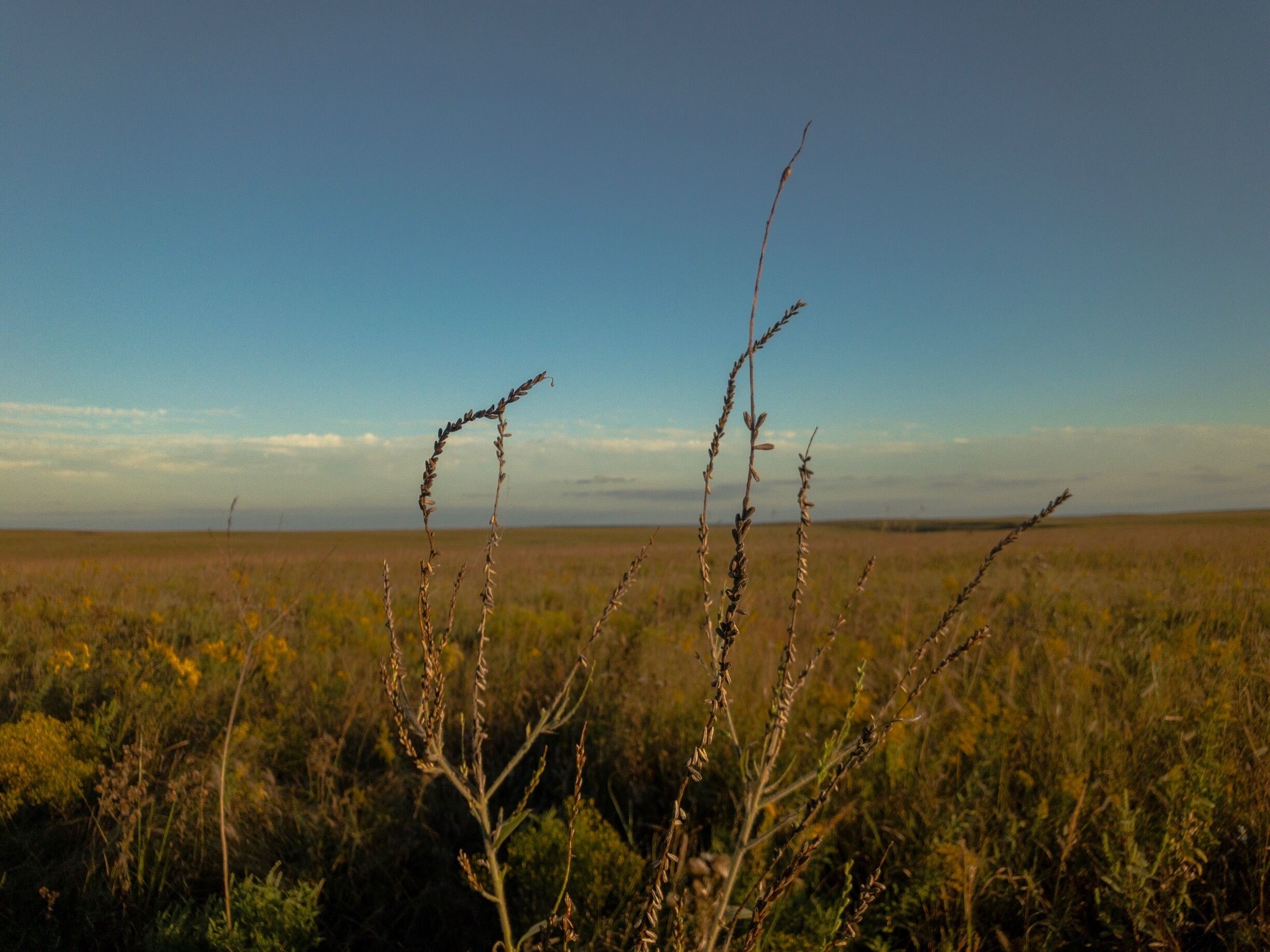 A vast open field with tall grasses and a clear blue sky.