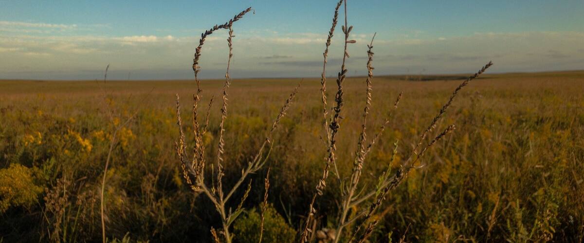 A vast open field with tall grasses and a clear blue sky.