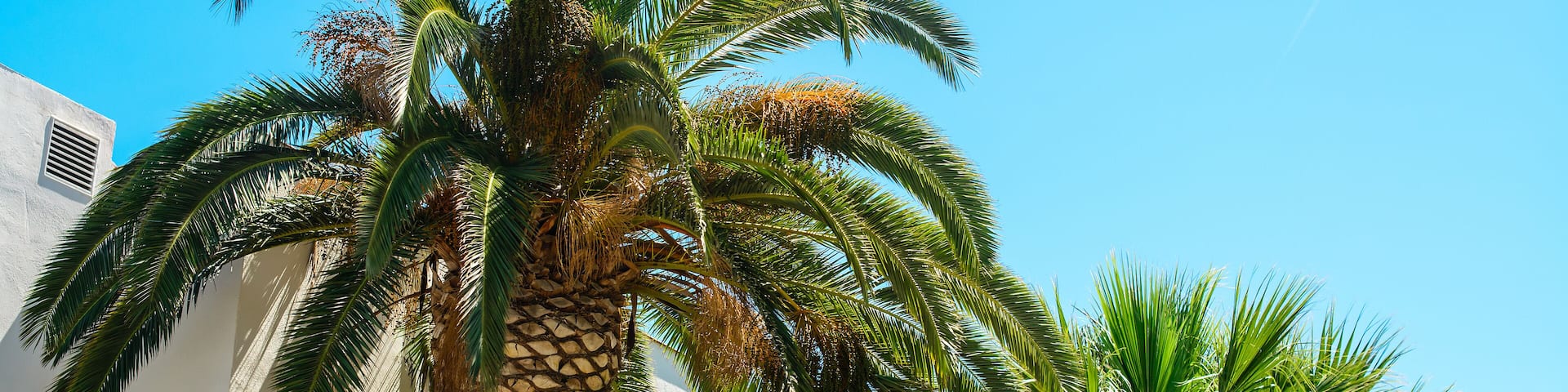 palm tree in resort city, salou spain, travel background