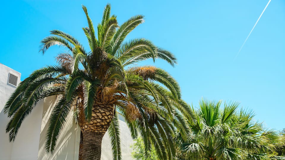 A palm tree with a white building in the background.