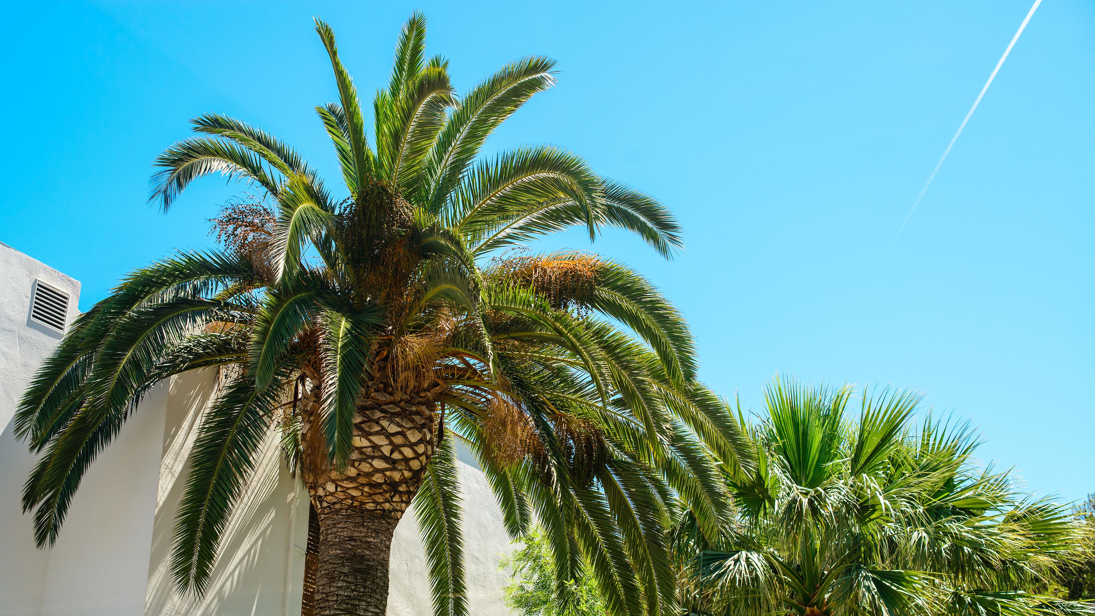 A palm tree with a white building in the background.