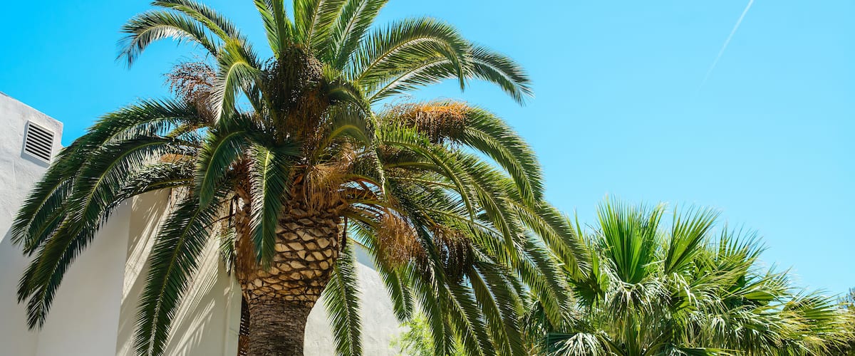 A palm tree with a white building in the background.
