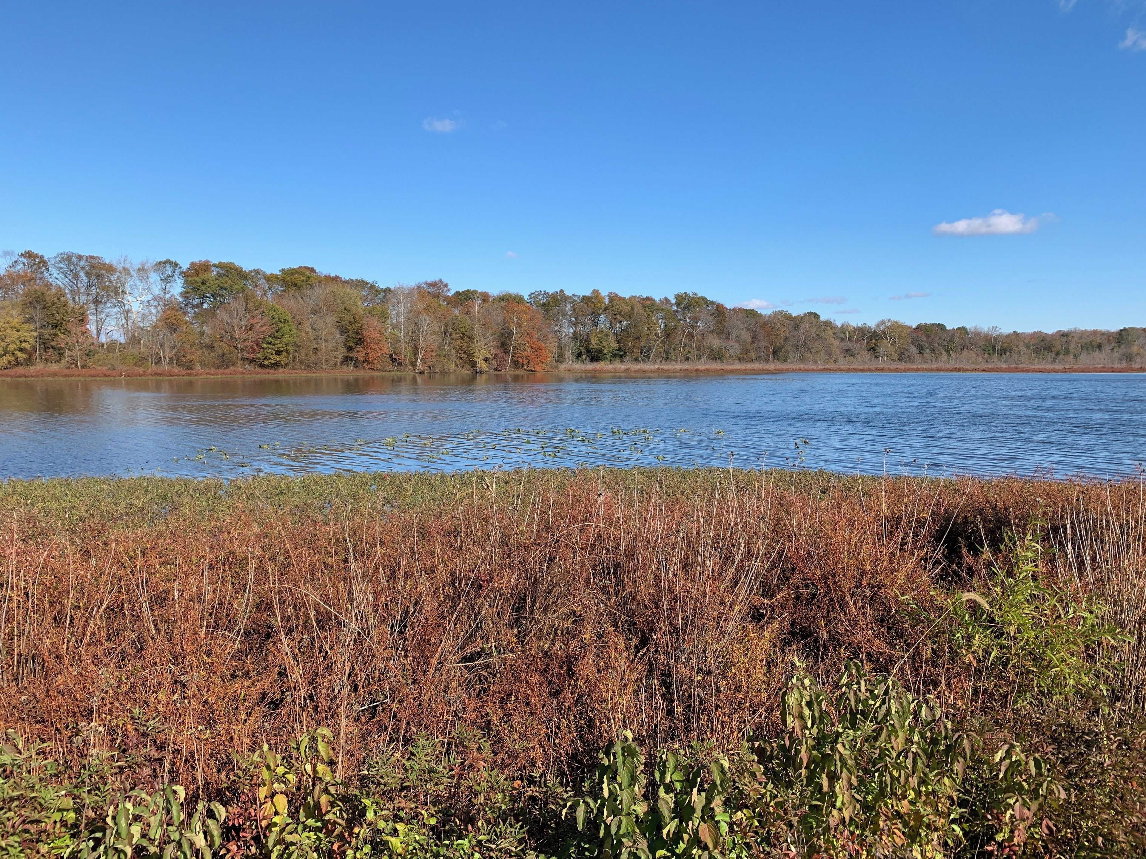 A calm lake surrounded by autumn-colored trees and dense shrubbery.