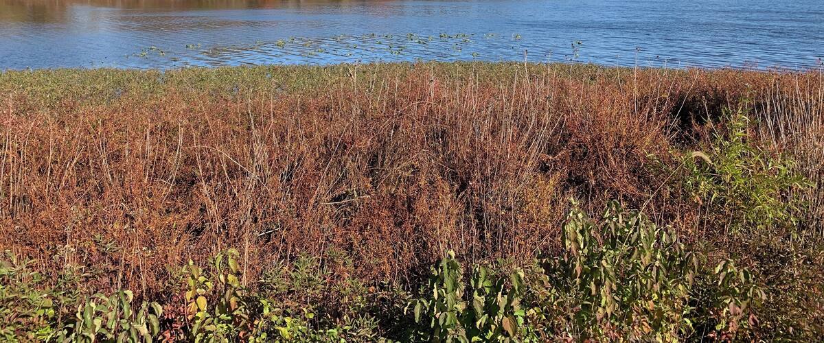 A calm lake surrounded by autumn-colored trees and dense shrubbery.