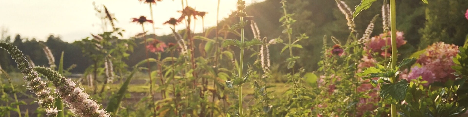New Ringgold is at the foot of mountains. While a half hour down the road, it can be snowing in this town. But during the summer the sun shines brightly in the morning, bringing gold to everything, and birdsong and buzzing bees sing you to the waking world.