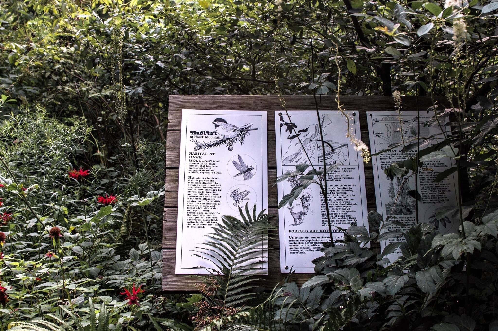 If you are a bird watcher a great place to hike and see a lot of the different birds! The Sanctuary is located on a ridge of Hawk Mountain, one of the Blue Mountain chain.