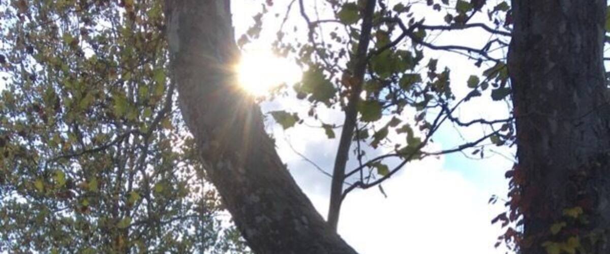 A grassy yard with a swing set and a large tree with sunlight filtering through its leaves.