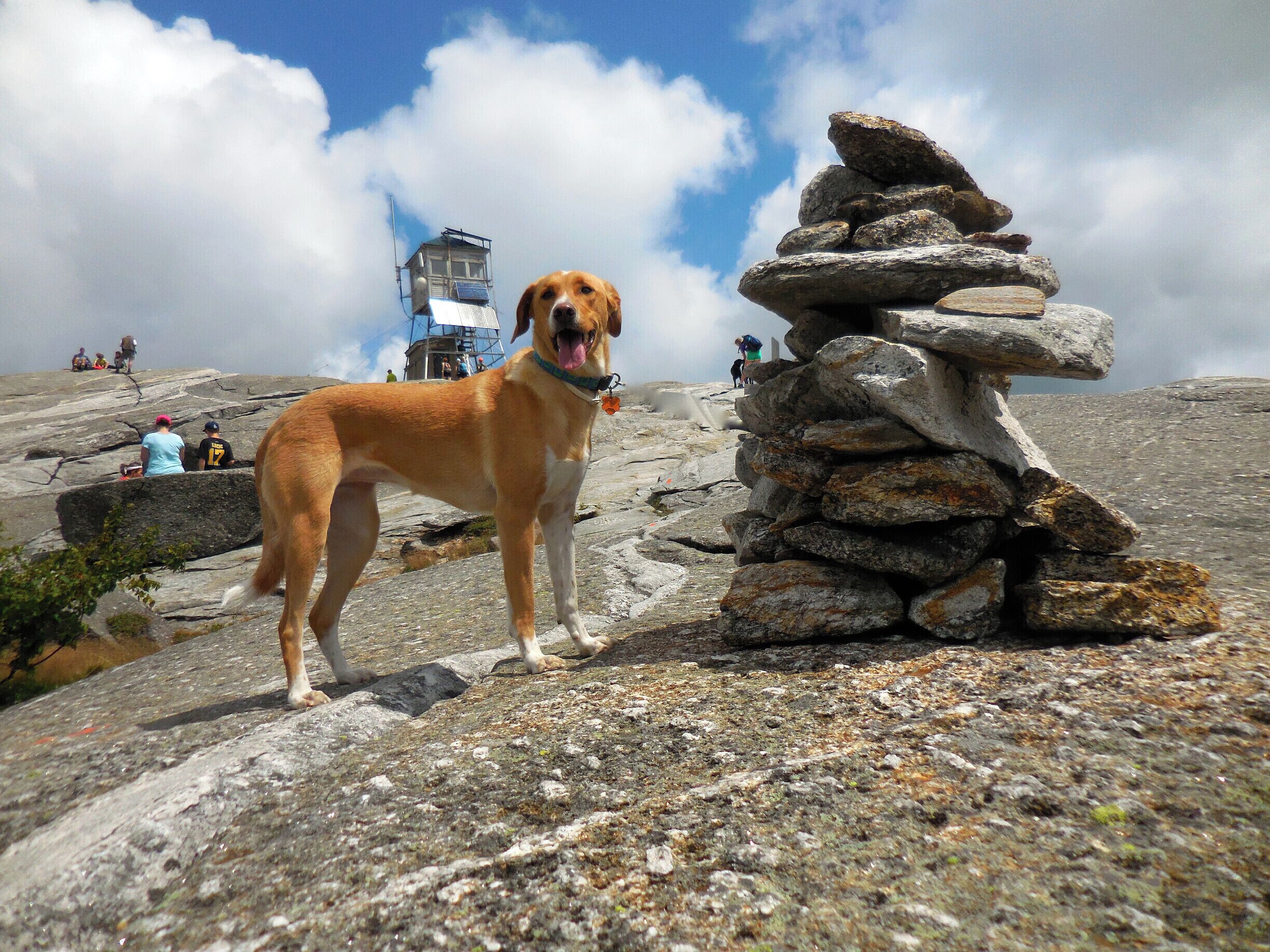 With a tip of the hat to @StellaKristjánsdóttir here is Bella on her way up to the summit.  Mount Cardigan, located in the Lakes Region of Central New Hampshire is one of the best places to be, with its 360-degree views and open ridge walks.

On the east side of the mountain, start your hike at the Appalacian Mountian Club’s Cardigan Lodge.

This trip utilizes the following three trails: Holt, Cathedral Forest, and Clark trails. While on the Holt trail, you will cross over Bailey Brook, a tempting but chilly swimming hole. 

Once at the summit, climb the fire tower and say hello to the warden if the tower is staffed. To the east one can see all the way to Lake Winnipesaukee and the Osippee and Belknap Mountains, and on a particularly clear day, you might even catch a glimpse of Mount Chocorua. To the west, you can look into Vermont’s rolling hills. To the north you can just begin to see the White Mountains, when the skies are clear.

The hike is of moderate level.  Total mileage one way is 2.6 miles with a hiking time of 2 hours and 10 minutes.

This is an excellent hike for first-time hikers and families and an enjoyable track for those of all ability levels.
    
The trail is steepest as you near the summit, traversing open granite slabs for the final 500ft from the Warden’s Cabin to the fire tower.
