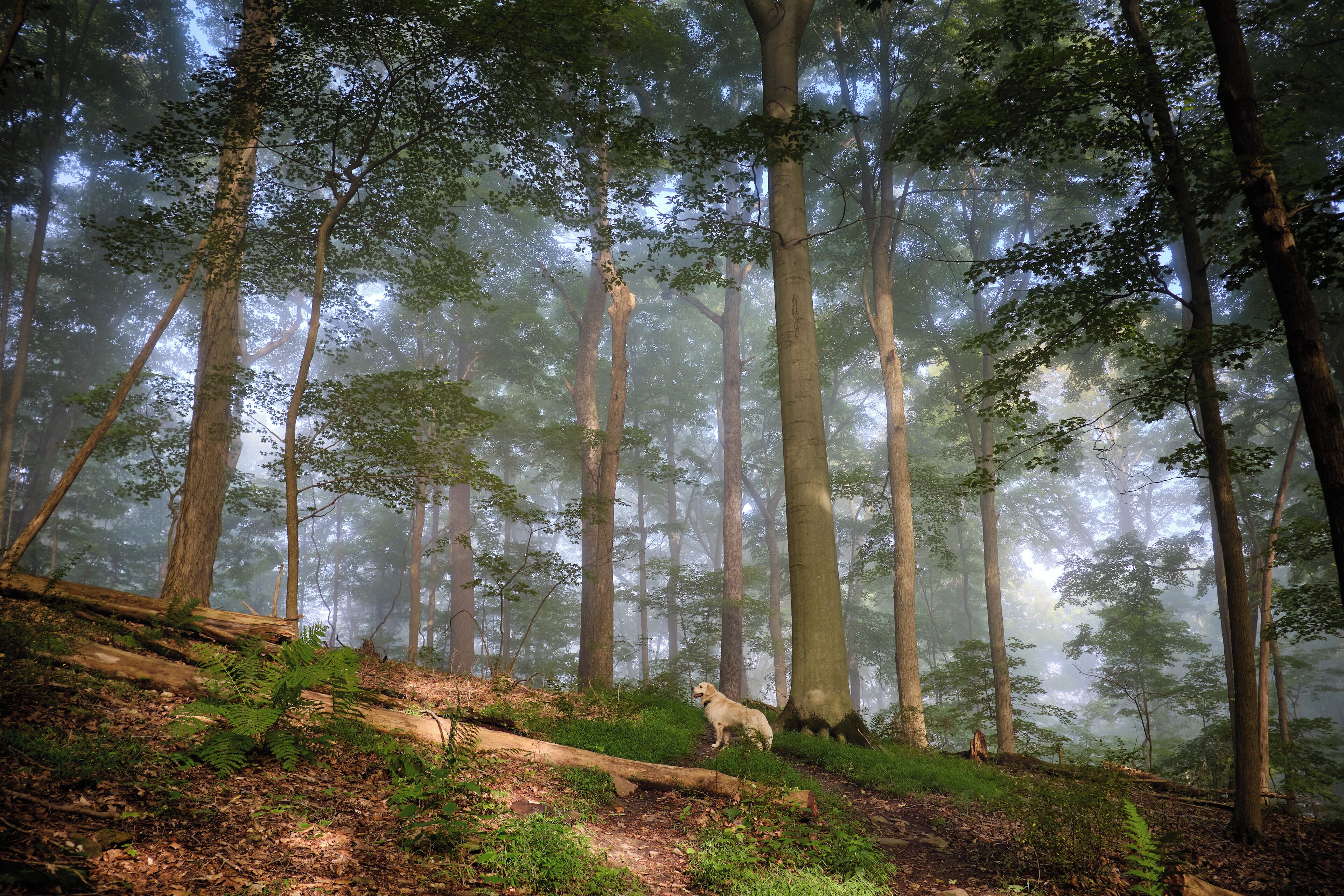 A dog standing on a forested hillside with tall trees and a misty atmosphere.