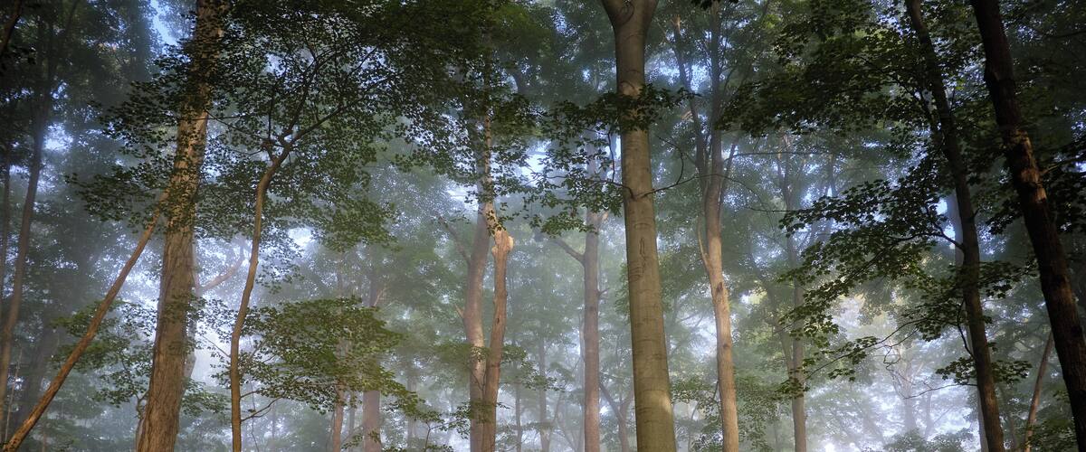 A dog standing on a forested hillside with tall trees and a misty atmosphere.