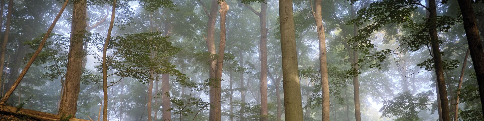A dog standing on a forested hillside with tall trees and a misty atmosphere.