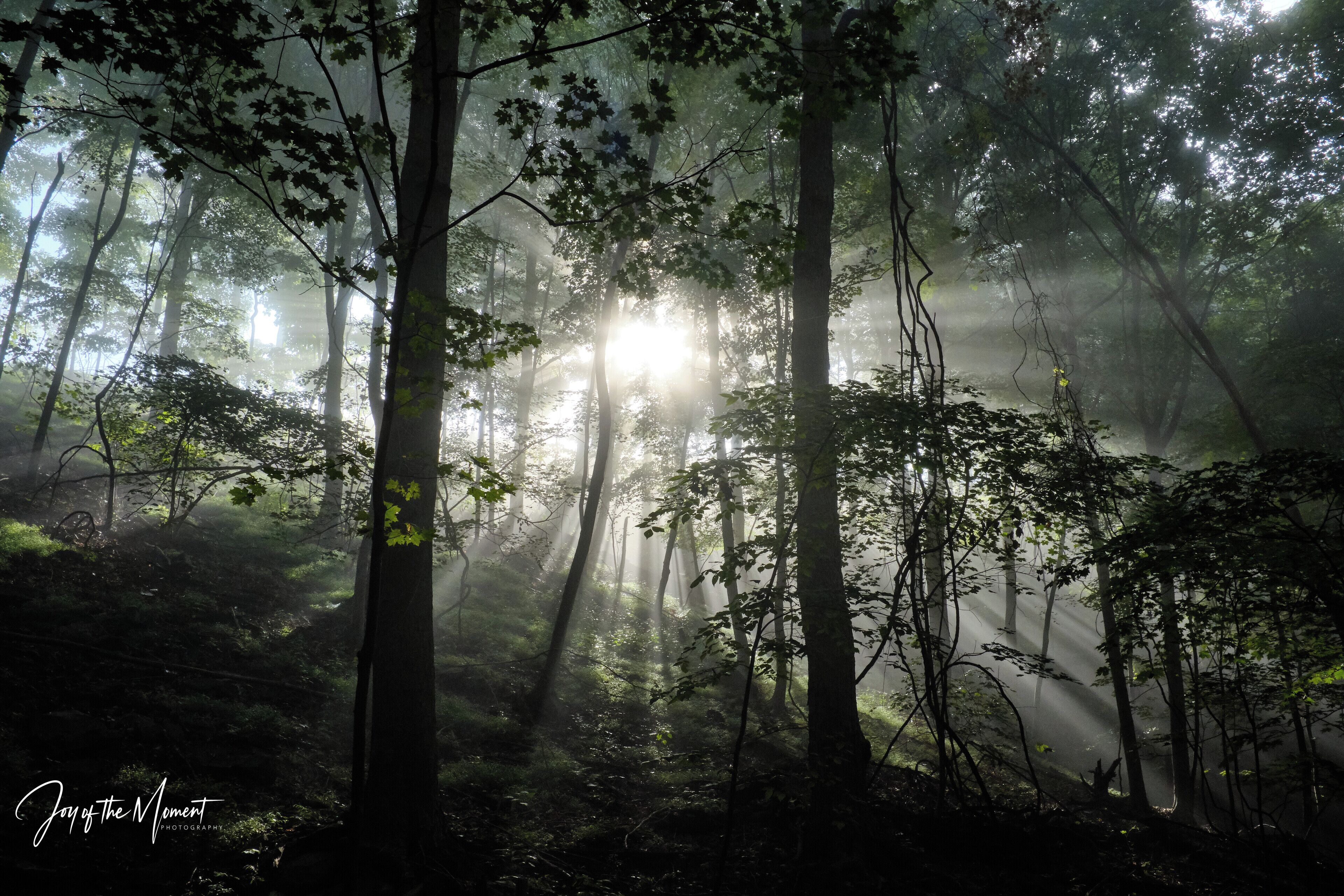 #Adventure Contest
Let’s talk about the local area today. ✔️There are quite a few names here that incorporate the word “quaker”: Quaker Heights, Quaker Valley, Quaker school district, Quaker High School, etc. After some research today, I discovered that in colonial times, the whole Pennsylvania (formed in 1681) was nicknamed the Quaker State. ✔️Its governor was William Penn and yes, that’s how the name was formed: “Penn” + “sylvania” that means “forest land”. William Penn was a quaker, a member of a Christian religion branch who (in essence) believed that the each human being has an ability to access “the light within” without a priest as an intermediary. ✔️As a quaker, William Penn experienced all manners of hostility because of his beliefs, so when he became a governor, he wrote the constitution for Pennsylvania that guaranteed “liberty of conscience”. ✔️Pennsylvania is one of the 13 original founding states of the United States of America which declared independence in 1776 form the United States of America. ✔️The state is also known as the Keystone State because of its central location among the original Thirteen Colonies forming the United States, and also because the Declaration of Independence was signed here. ✔️Other names are “The Coal State", "The Oil State", "The Chocolate State", and "The Steel State" after the state's greatest industries. 