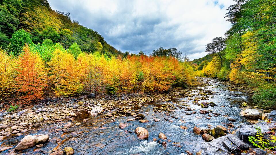 Flowing water at Red Creek in Dolly Sods wilderness West Virginia with colorful gold orange yellow autumn fall foliage trees leaves in Canaan valley Appalachian mountains