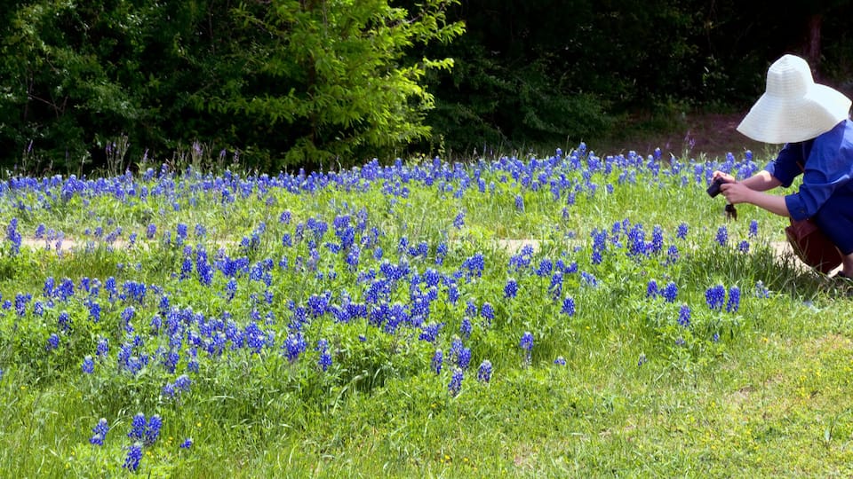 Texas Bluebonnet Trails. Taking a photo in Ennis, Texas.