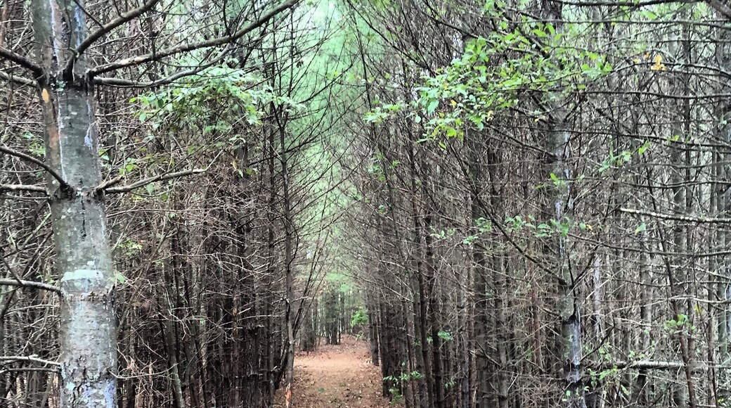 A path to what appears to be another dimension in my own back yard.