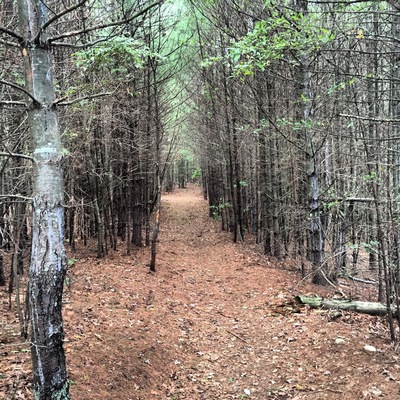 A path to what appears to be another dimension in my own back yard.