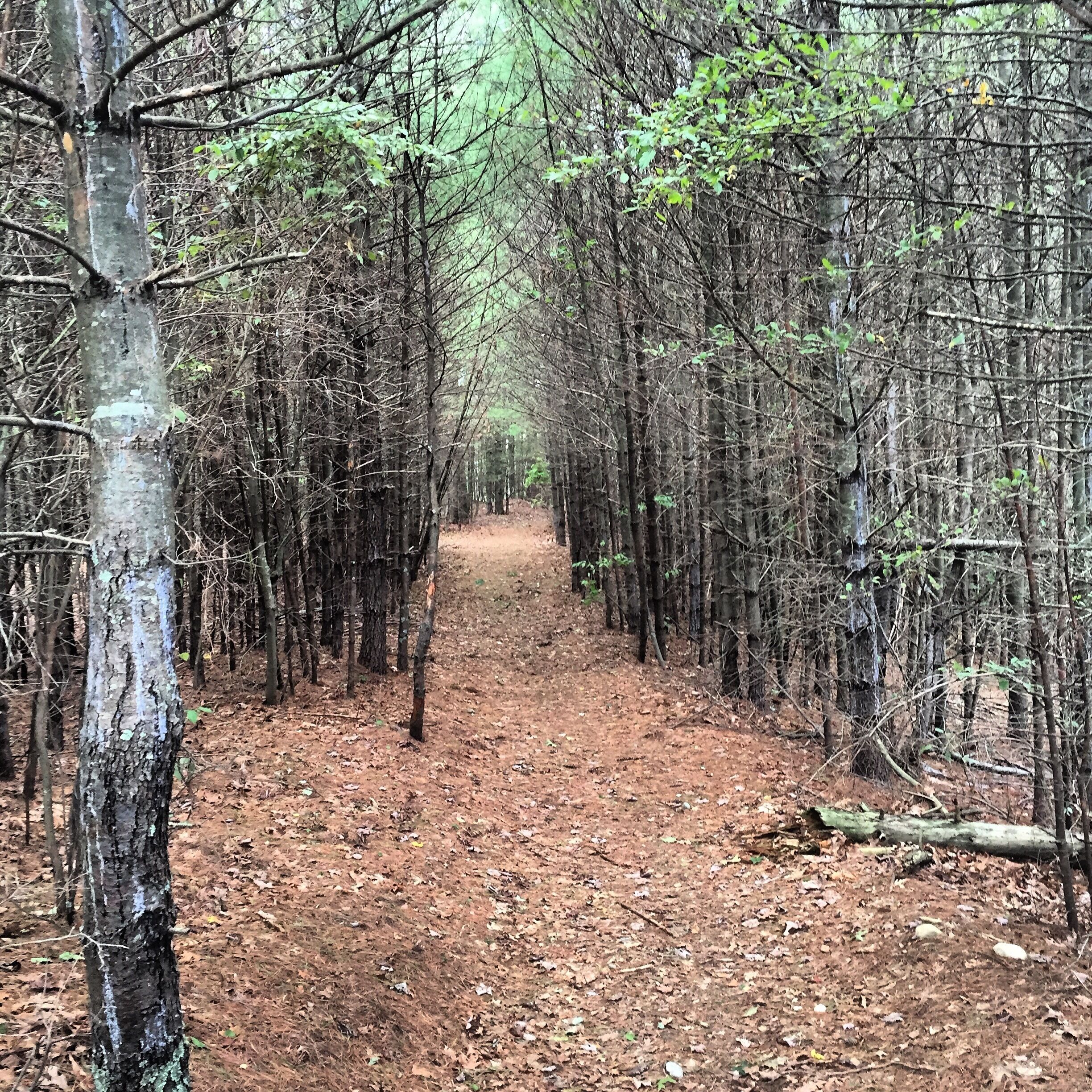 A forest path surrounded by tall trees with a dirt ground.